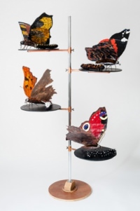 Four nettle dependent butterflies