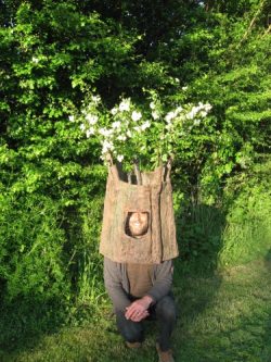 Hawthorn tree