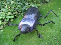 Violet Ground beetle image