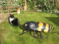 Sexton burying beetle with Poppy