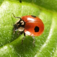 2 spot ladybird Photo copyright Roger Key