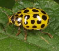 22 spot ladybird Photo copyright Roger Key